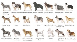 Perros de todas las razas en Expocanina