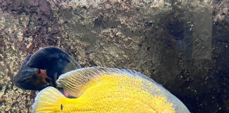 Acuario Fluvial de Zaragoza. acuario fluvial