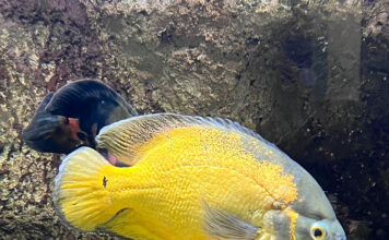 Acuario Fluvial de Zaragoza. acuario fluvial