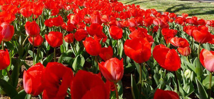 tulipanes en el parque grande zaragoza